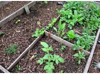 Jarrah Metal Pegs and Joiners
